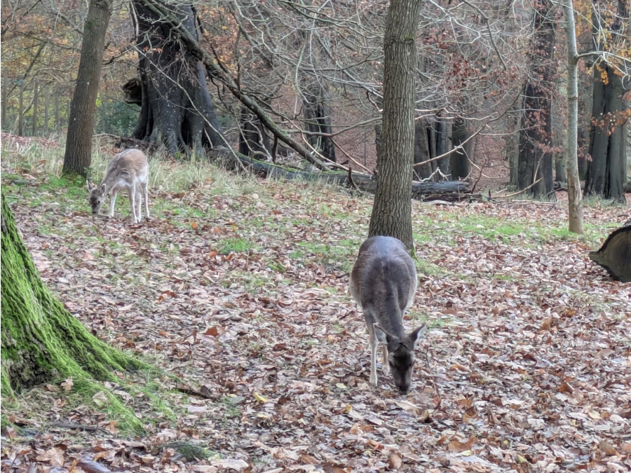 KFL Knole Park 2024 - Kent Fitness League photo of dear. Maidstone Harriers