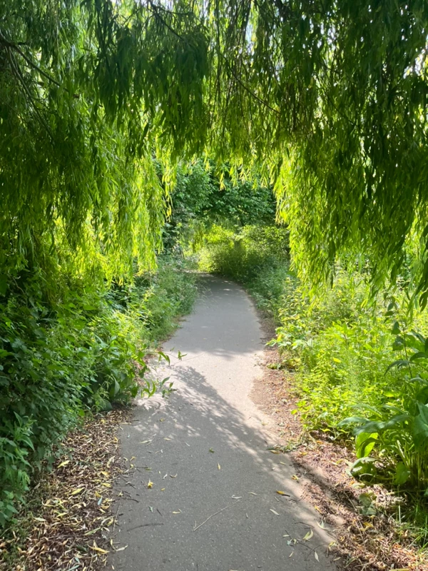 Tree-lined River Medway path used on the 2026 Maidstone Harriers David Thornby 10k route.